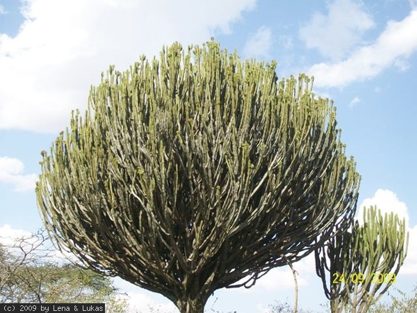595 was bei uns in den töpfen wächst, ist hier ein 5 meter hoher baum